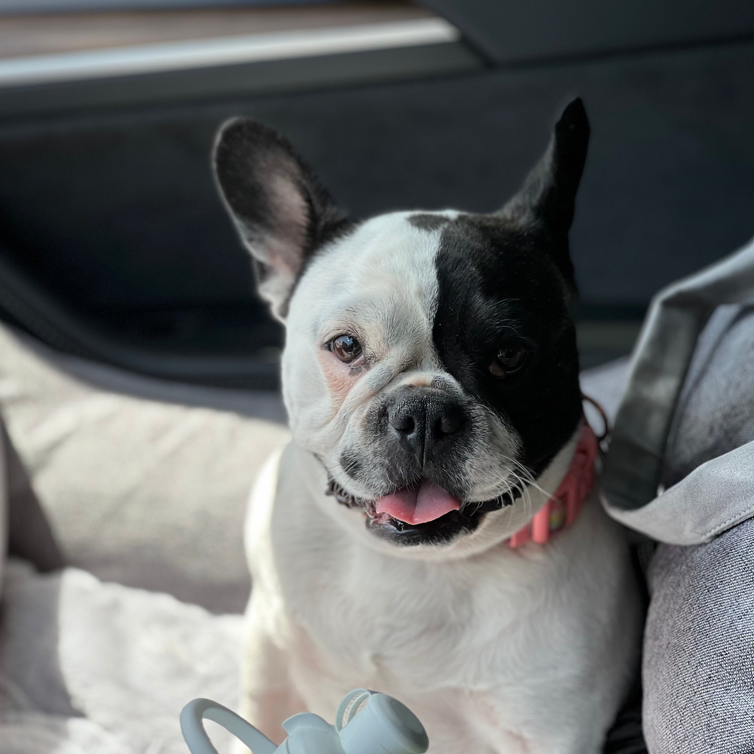 Dog sitting in a car with a pink collar